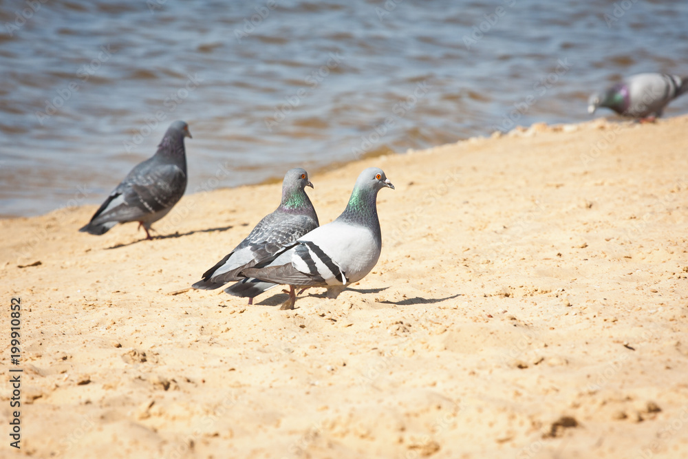 Obraz premium Gołębie na plaży