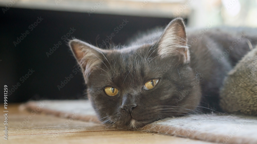 Black cat sitting on a table near a window.