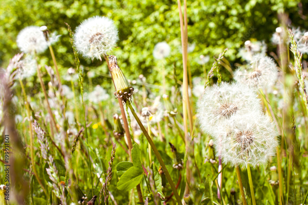 Obraz premium Dandelion field