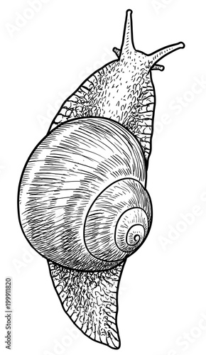 Garden snail illustration, drawing, engraving, ink, line art, vector