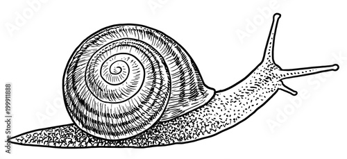 Garden snail illustration, drawing, engraving, ink, line art, vector