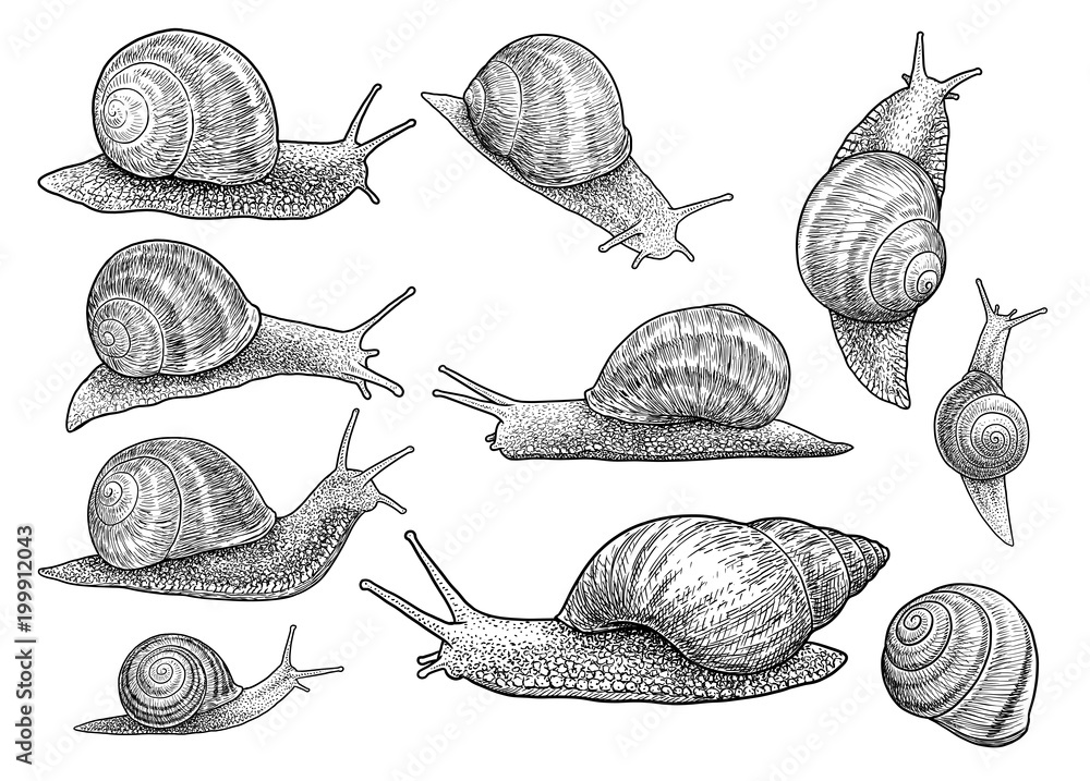 Garden snail illustration, drawing, engraving, ink, line art, vector