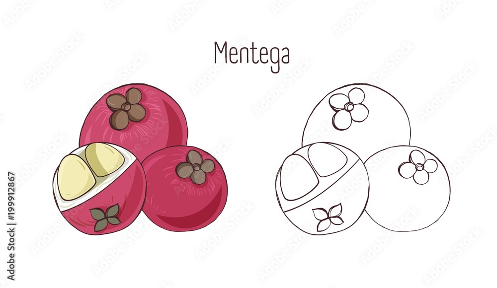 Set of colorful and monochrome outline drawings of whole and cut mentega isolated on white background. Bundle of tasty exotic fruit, fresh vegetarian food product. Realistic vector illustration.
