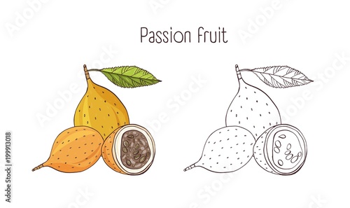 Set of colorful and monochrome botanical drawings of whole and cut passion fr...