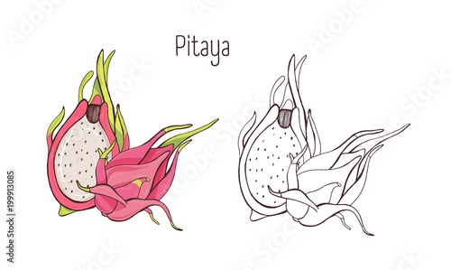 Set of colorful and monochrome outline drawings of whole and cut pitaya, pitahaya or dragon fruit isolated on white background. Bundle of healthy tropical vegetarian dessert. Vector illustration.