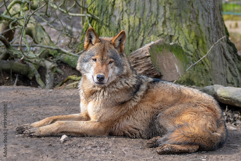 Fototapeta premium smiling wolf in nature