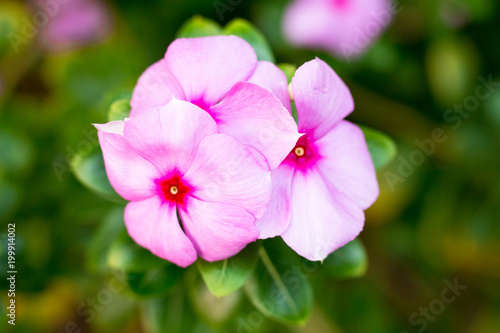 Pink Wrightia isolate  in spring sumer after raining in the morning, technical cost-up. © Suthiporn