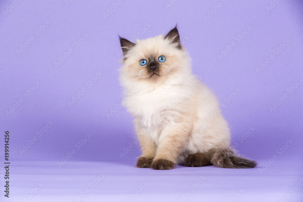 Beautiful kitten of pure bred Beautiful kitten of pure bred