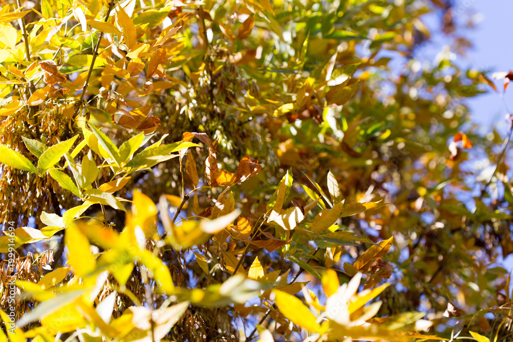 yellow leaves of trees in autumn yellow leaves of trees in autumn