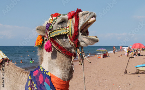 A camel strolls along the beach