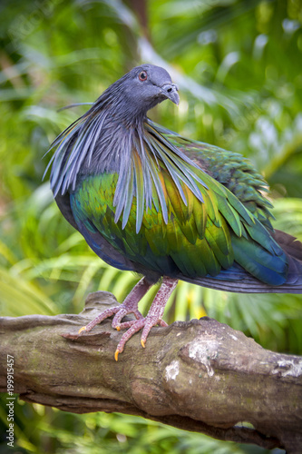 Nicobar pigeon (Caloenas nicobarica). Wildlife animal.