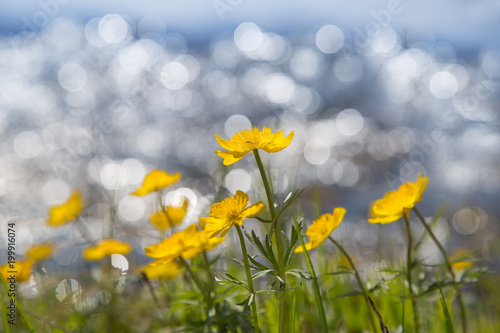 Yellow flowers on the background of water with a bokeh effect