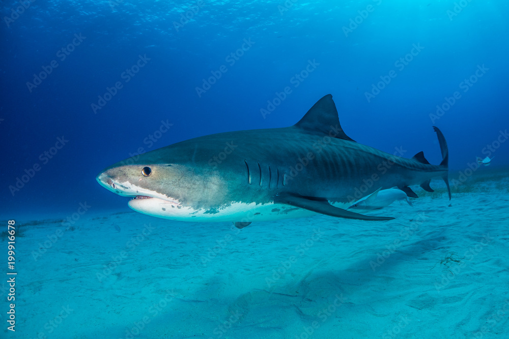 Naklejka premium Tiger shark Bahamas