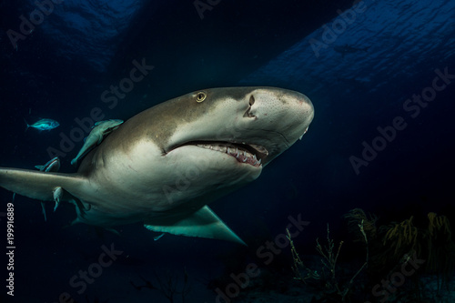 Lemon shark Bahamas