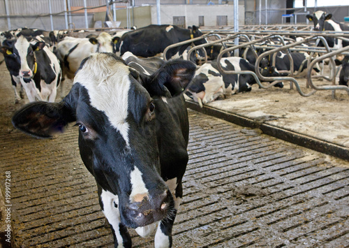 Cows in stable. Cattle breeding. Farming. Modern stable Netherlands.
