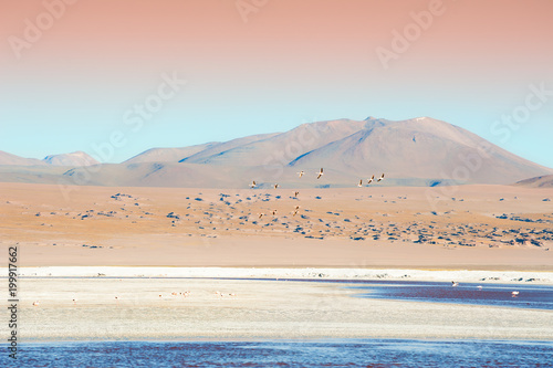 Flamingos flying over the Laguna Colorada  Bolivia