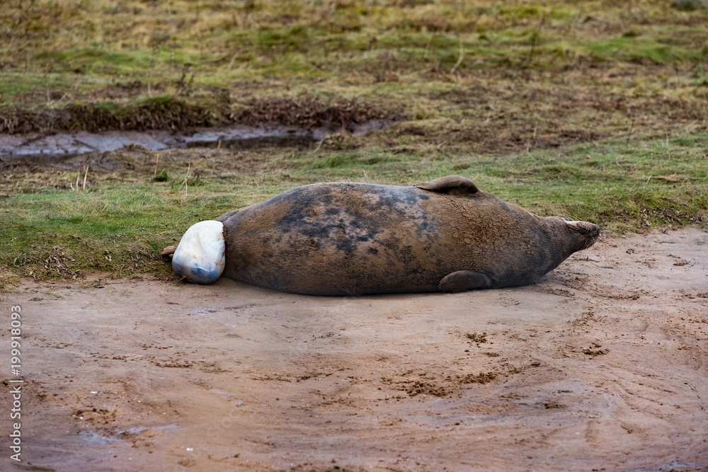 Fototapeta premium Grey Seal