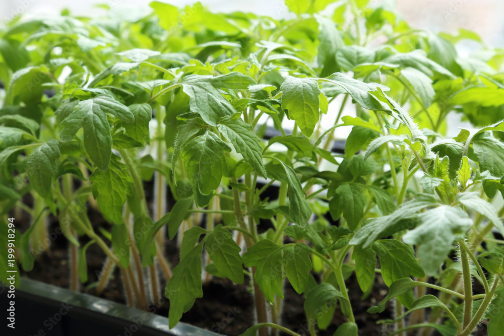 Spring shoots. Young grown in a greenhouse in a box seedlings of tomatoes. Spring shoots. Young grown in a greenhouse in a box seedlings of tomatoes.