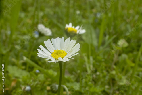 The daisy in the flower garden