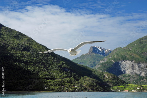 Norway. Sognefjord. Seaulls overboard the pleasure boat photo