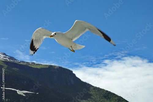 Norway. Sognefjord. Seaulls overboard the pleasure boat