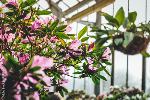 Blooming Rhododendron selection in a greenhouse. flower background