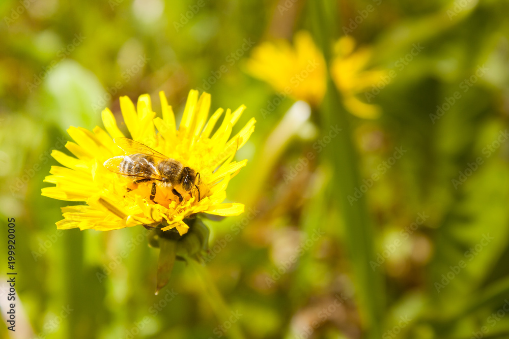 Bee working on dandelion flower Bee working on dandelion flower