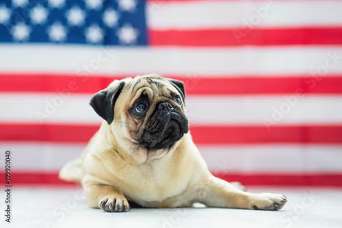 Beautiful beige puppy pug on the background of the American flag on Independence Day.