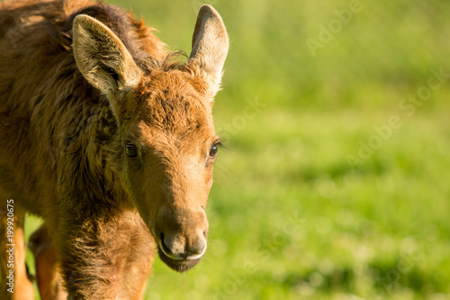 cute small elk portrait in wildlife