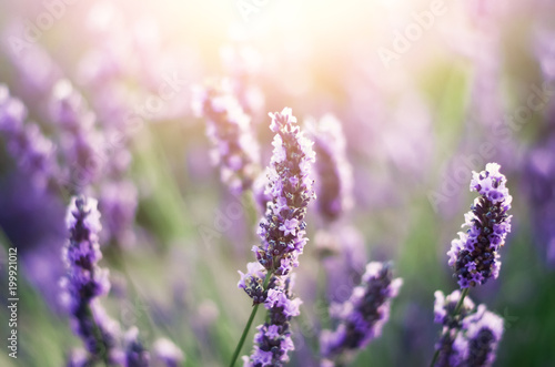 Provence nature background. Lavender field in sunlight with copy space. Macro of blooming violet lavender flowers. Summer concept, selective focus