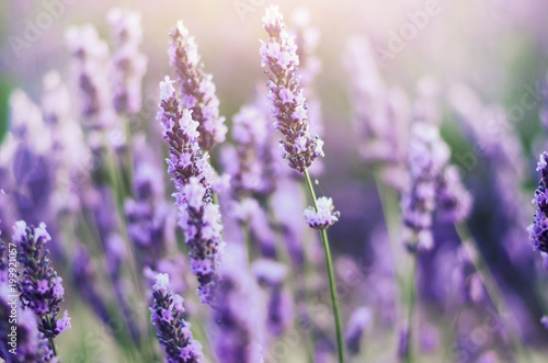 Provence nature background. Lavender field in sunlight with copy space. Macro of blooming violet lavender flowers. Summer concept, selective focus © jchizhe