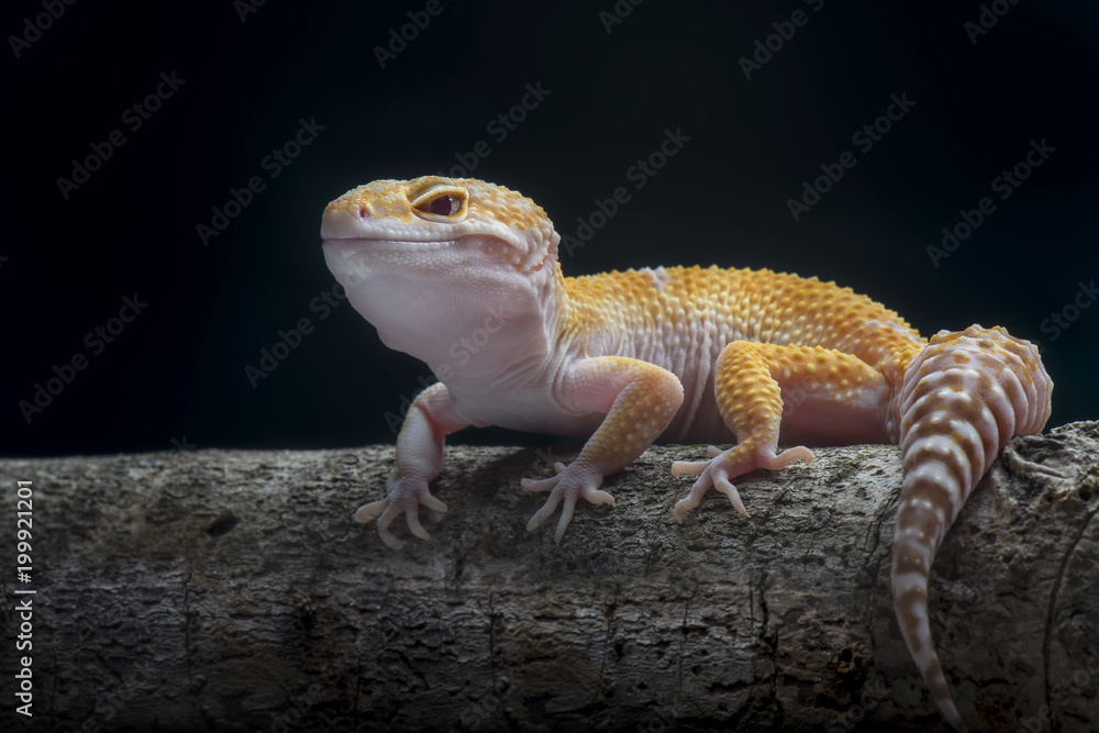 Naklejka premium Gecko Lizard, Gecko on Branch