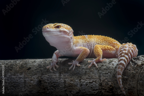 Gecko Lizard, Gecko on Branch