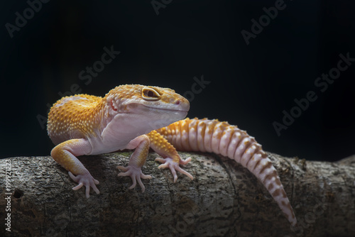 Gecko Lizard,  Gecko on Branch