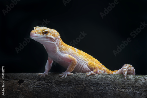 Gecko Lizard   Gecko on Branch