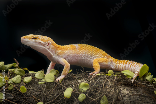 Gecko on branch  gecko lizard 