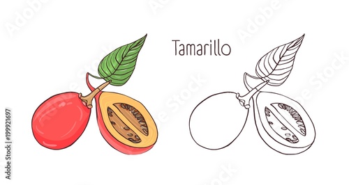 Colored and monochrome outline drawings of whole and cut tamarillo isolated o...