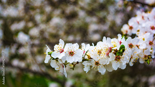 Almond blossom spring background.