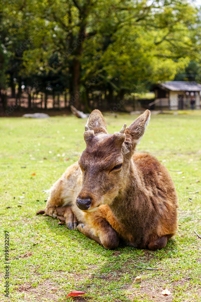 Fototapeta premium Deer in the parks of Nara, Japan