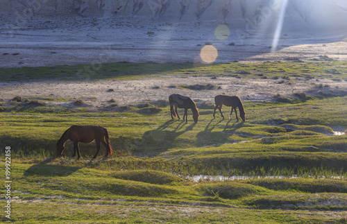 Horse grazing in the valley