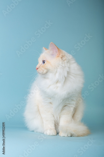 birman male cat sitting on blue background