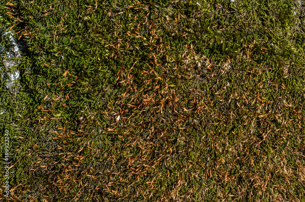 Tree bark texture with a lot of moss Tree bark texture with a lot of moss