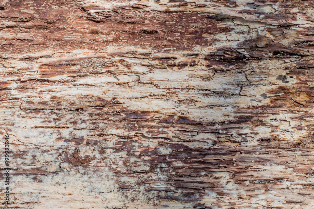 The back side view of tree bark texture The back side view of tree bark texture