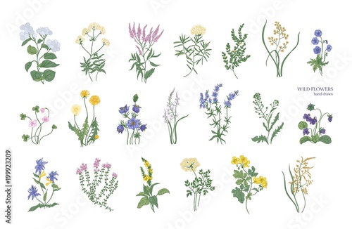 Collection of detailed drawings of different botanical flowers and decorative flowering plants isolated on white background. Bundle of elegant floral decorations. Colorful realistic vector