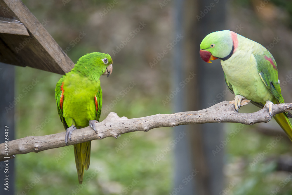 Obraz premium Rose-Ringed Parakeet (Psittacula Krameri) in Songkhla zoo Thailand