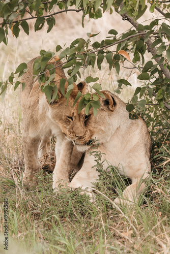Lions grooming on grassy field