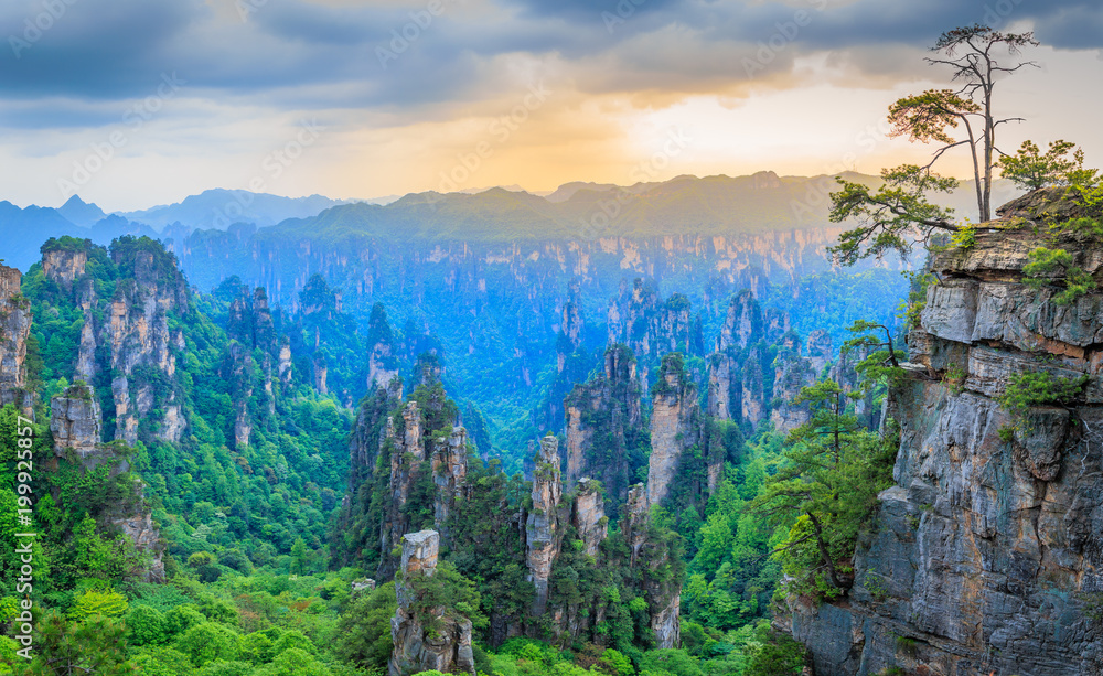 Obraz premium Quartzite sandstone pillars and peaks with green trees and mountains sunset panorama, Zhangjiajie national forest park, Hunan province, China