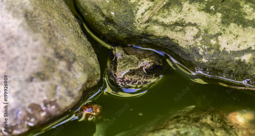 Common frog (Rana temporaria) lurking between stones in the water. Perfect camouflage. - obrazy, fototapety, plakaty 