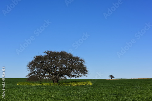 Calden Tree landscape, La Pampa, Argentina