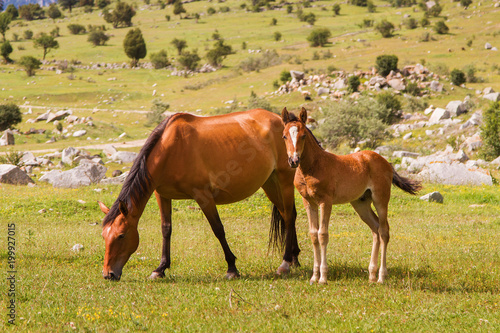 two horses mother and baby horse resting on the green meadow